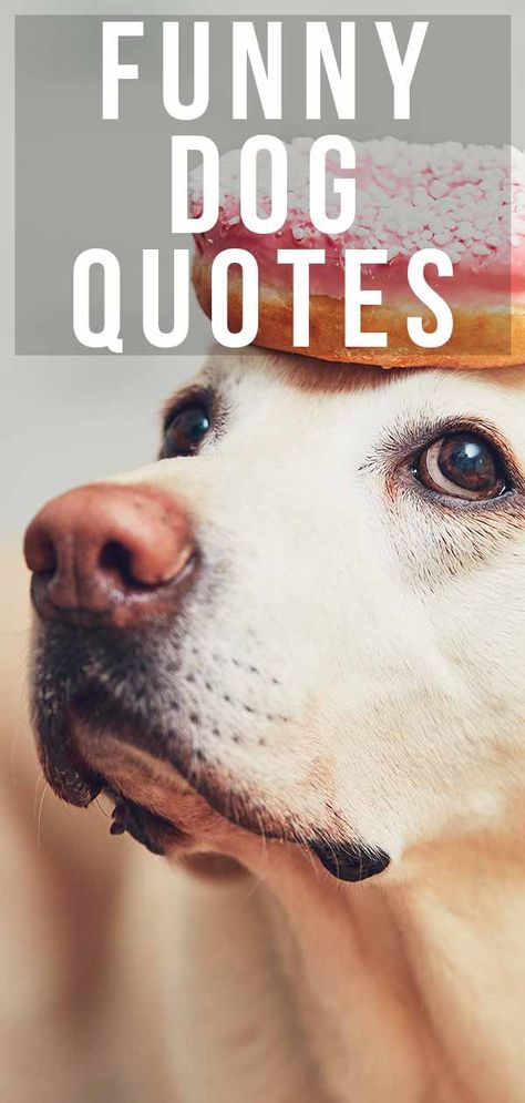 Dog Walking Quotes, Funny Dog Captions, Short Dog Quotes, Labrador Quotes, Funny Dog Names, Funny Dog Quotes, Funny Dog Tags, Cute Dog Quotes, Dog Mom Quotes