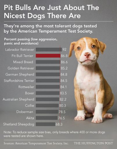 Surprising dog temperament stats Akita, Pit Bulls, Pitbull Awareness Month, Pitbull Mix Puppies, Dog Shaming, Pit Bull Love, Bully Breeds, Pitbull Mix, Pitbull Dog