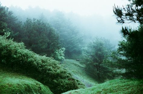 Photography, Memes, Tumblr, Forest Pics, Meadow Forest, Foggy Forest, A Dream, Forest, Internet