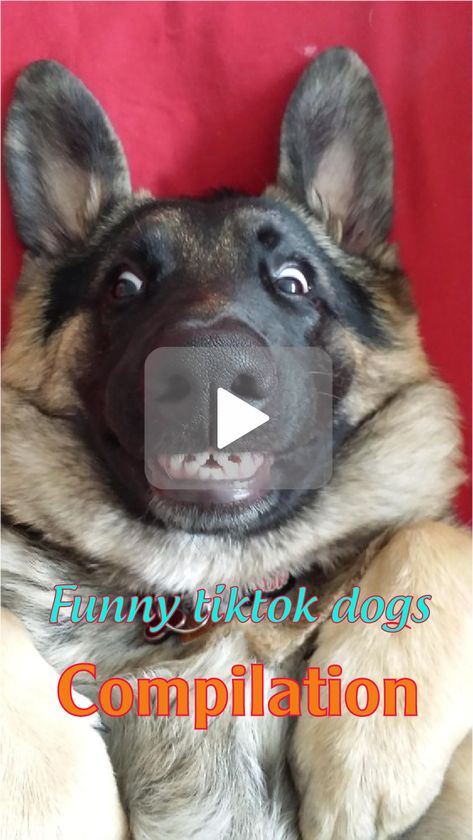 Funny Talking Dog, Funny Dog Fails, Wholesome Dog, Unusual Animal Friendships, Animals Doing Funny Things, Angry Dog, Dog Fails, Talking Dog, Animal Antics