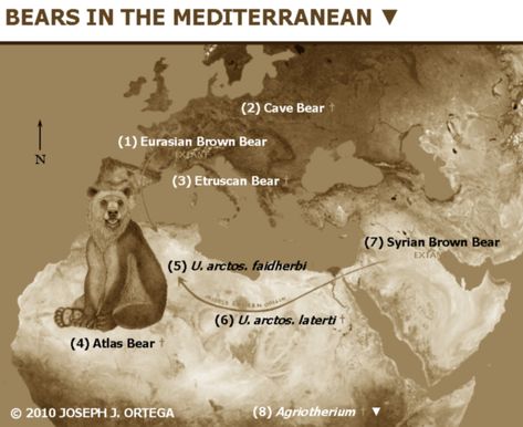 This is a historic and incredible moment: An Atlas bear has been sighted and filmed alive in the forest of Tissemsilt, Algeria. Celtic Art, Atlas Bear, Biblical Paintings, Cave Bear, Extinct Animals, March 16, In The Forest, Brown Bear, The Forest