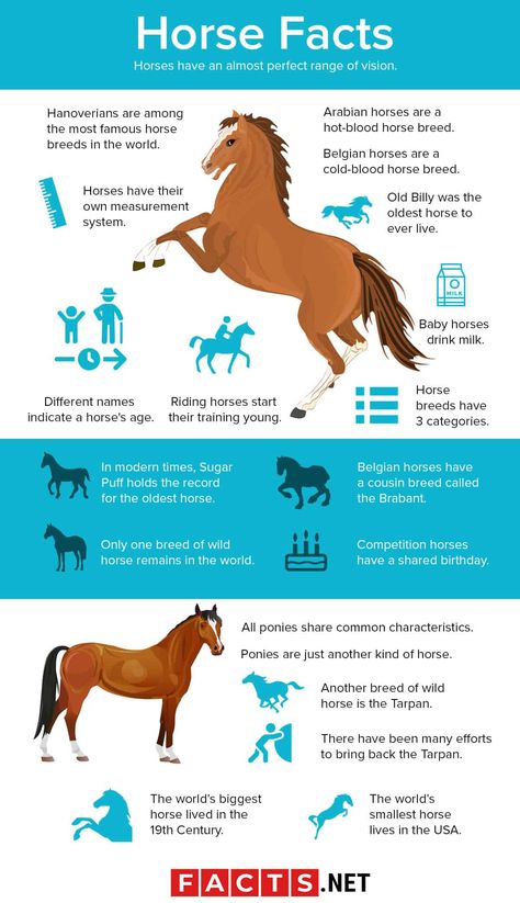 80 Interesting Horse Facts You Probably Never Knew About Horse Facts For Kids, Interesting Facts About Horses, Facts About Horses, Belgian Horse, Horse Age, Male Horse, Female Horse, Horse Lessons, Horse Facts