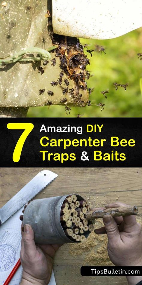 Discover the best carpenter bee traps that teach you how to get rid of yellow jackets and carpenter bees. These DIY techniques include insecticide and a repurposed Mason jar to become a bee catcher. Implementing your own pest control is easy with these methods. #homemade #carpenter #bee #traps Bee Traps Diy How To Make, Diy Carpenter Bee Trap, How To Get Rid Of Carpenter Bees, Carpenter Bees How To Get Rid Of, Homemade Bee Trap, Bee Deterrent, Get Rid Of Yellow Jackets, Wood Bee Trap, Bee Catcher