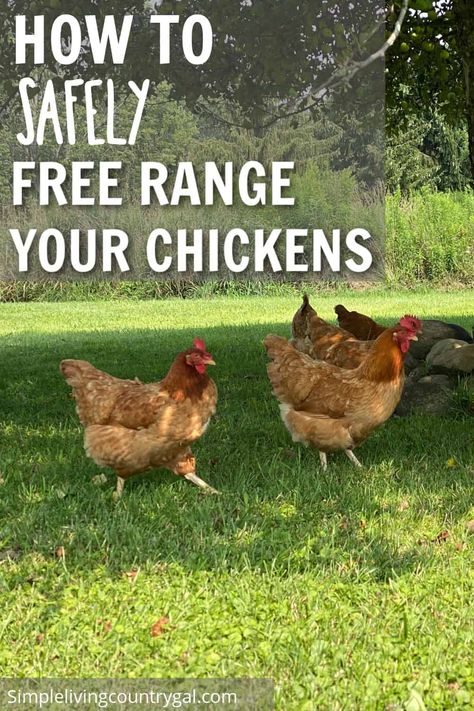 Discover the best practices for keeping your free-range chickens safe from predators with these helpful tips. Learn about using temporary fencing, keeping a rooster, and being vigilant to ensure the safety of your flock. Don't miss out on the benefits of letting your chickens roam freely – learn how to keep them safe while doing so. Chicken Pecking, Chicken Saddle, Chicken Poop, Raising Chicks, Tractor Idea, Chicken Farming, Homestead Chickens, Chicken Health, Free Range Chickens