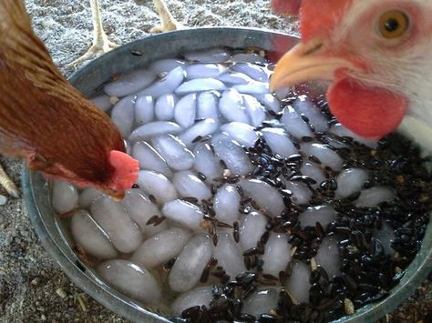 Enrichment For Chickens, Interior Chicken Coop Ideas, Diy Chicken Run Cheap, Black Oil Sunflower, Farm Hacks, Black Oil Sunflower Seeds, Bantam Chickens, Chicken Farming, Backyard Chicken Coop Plans