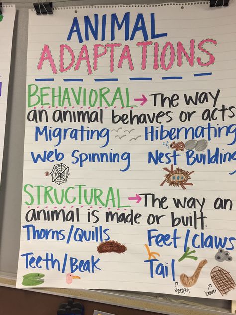Animal Adaptations Anchor Chart Fourth Grade Science, Montessori, Animal Classification Anchor Chart, Animal Adaptations Anchor Chart, Adaptations Anchor Chart, Animal Adaptation, Grade 2 Science, Science Anchor Charts, 7th Grade Science