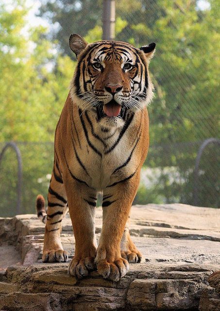 Malayan Tiger | Flickr - Photo Sharing! Malayan Tiger, Cat Species, West Palm Beach Florida, Palm Beach Florida, Jacksonville Florida, The Tiger, West Palm Beach, West Palm, Beach Florida