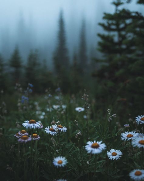 Nature, Dark Forest Aesthetic, Forest Core, Foggy Mountains, Spring Forest, Wild Forest, Foggy Forest, Dark Flowers, Forest Flowers