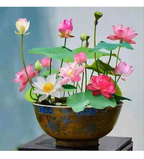 Bonsai Bowl Lotus Seeds, Water Lily Flower Plant Seed Flowering Aquatic Fresh Garden Seeds for Pond Home Planting Ornamental(Mixed Color) Water Plants For Ponds, Lotus Flower Seeds, Low Light House Plants, Aquatic Garden, Lotus Plant, Indoor Water Garden, Outdoor Ponds, Pond Plants, Home Garden Plants