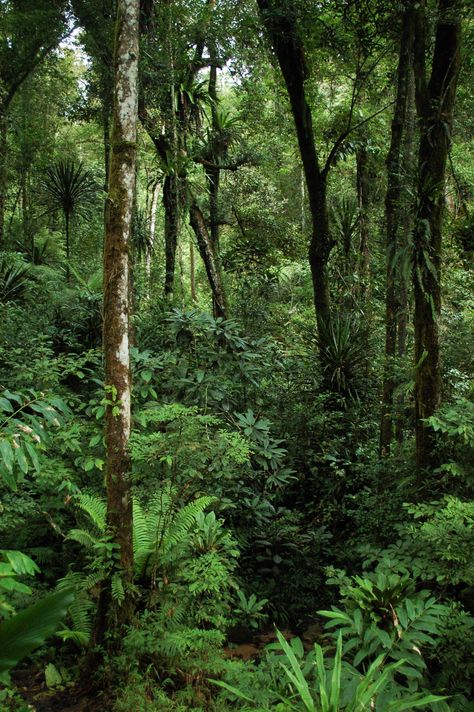 Madagascar Rainforest, Beautiful Rainforest, Rainforest Wallpaper, Jungle Photo, 숲 사진, Jungle Photography, Jungle Decorations, Jungle Gardens, Green Jungle