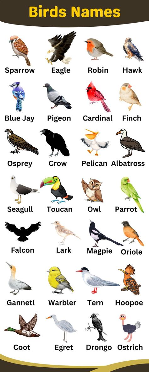 Birds Names in English English Infographic, Birds Chart, Birds Name List, تصنيف الحيوانات, Birds Name, Bird Names, Fruits Name In English, Names Of Birds, Types Of Birds