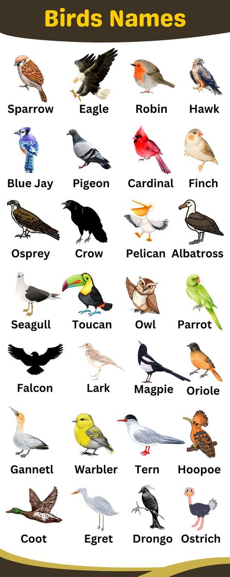 Birds Names in English English Infographic, Birds Chart, Birds Name List, تصنيف الحيوانات, Birds Name, Bird Names, Fruits Name In English, Names Of Birds, Colors Name