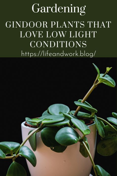 Indoor Plants That Love Low Light Conditions African Milk Tree, Weeping Fig, Parlor Palm, Victorian Parlor, Dragon Tree, Golden Pothos, Prayer Plant, Low Light Plants, Leaf Coloring