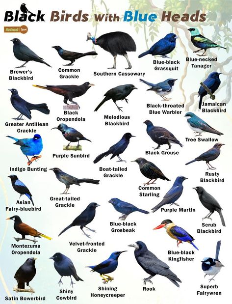 Black Birds With Blue Heads – Facts, List, Pictures Birds Pictures With Names, A Modest Proposal, Names Of Birds, Pig Breeds, List Of Birds, Bird Identification, Jonathan Swift, Wildlife Pictures, Black Birds