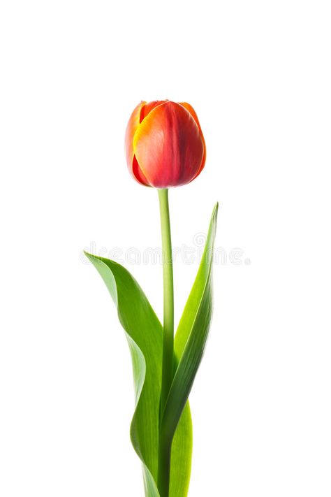 Isolated tulip flower. An isolated golden edge orange tulip flower in white back , #SPONSORED, #flower, #isolated, #Isolated, #tulip, #golden #ad Bonito, Single Tulips, Tulip In Vase, Tulip Planting, Tulip Single, Tulip Photos, One Tulip, Tulip Leaves, Tulip Leaf