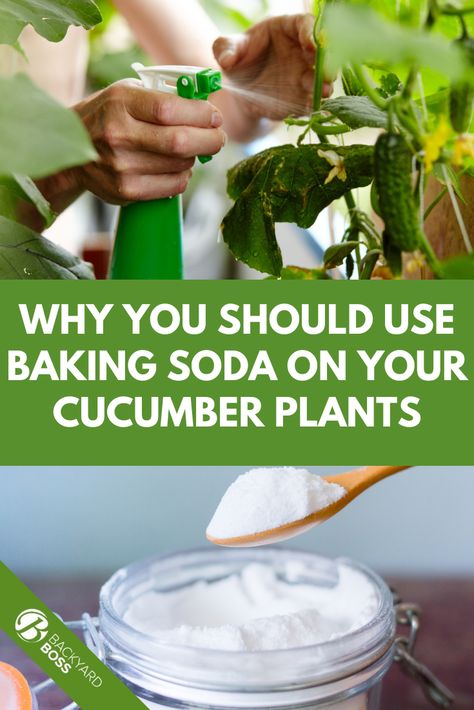 If you're struggling to keep your cucumber plants healthy, consider adding baking soda to your care routine. This simple step can make a big difference in the health and growth of your plants. Read on to learn more about why baking soda is an effective tool when it comes to caring for cucumbers. Indoor Cucumber Plant, Cucumber Plants, Cucumber Gardening, Zucchini Plants, Cucumber Canning, Growing Rosemary, Cucumber Beetles, Cucumber Plant, Vegetable Garden Tips