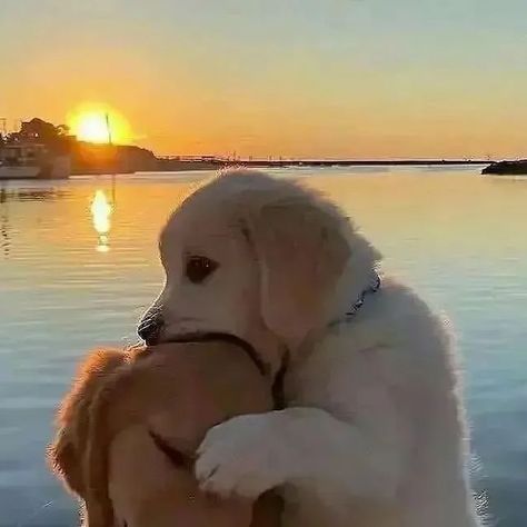 Puppies, Best Friends, Dogs, Instagram, Golden Retrievers, Wholesome Pictures, Golden Retriever, On Instagram