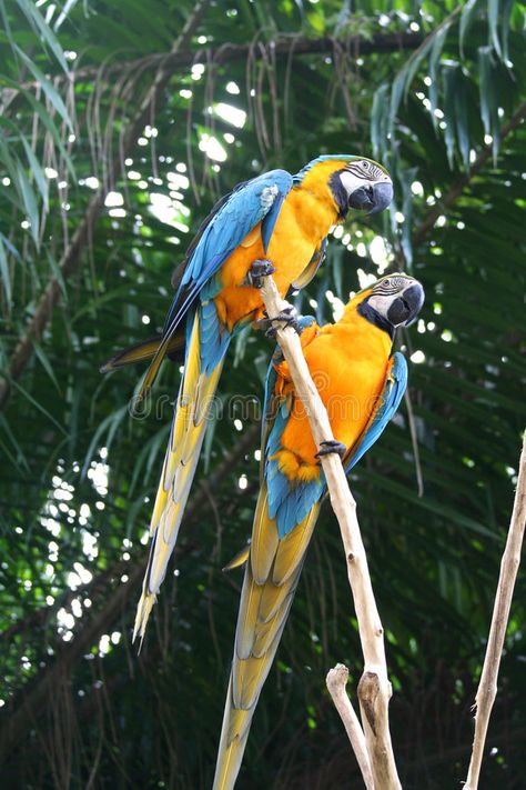 Brazilian Jungle, Brazil Jungle, Amazon Brazil, Parrot Image, Brazil Amazon, Ocean Shore, Caribbean Beach, Artfully Designed, Caribbean Beaches