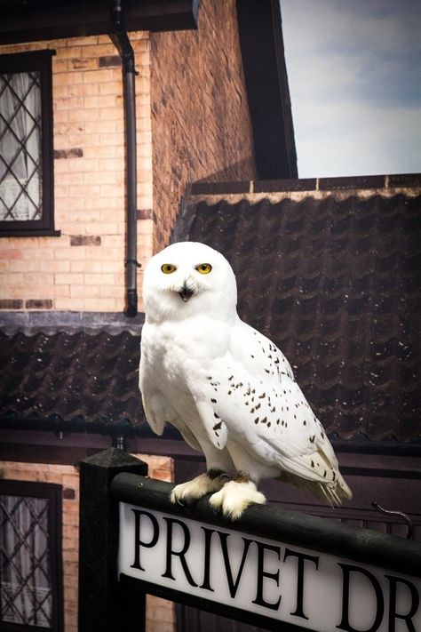 Edwige Harry Potter, Owl Harry Potter, Harry Potter Play, Hedwig Owl, Harry Potter Owl, Iconic Scenes, Harry Potter Hedwig, Welcome To Hogwarts, Snow Owl