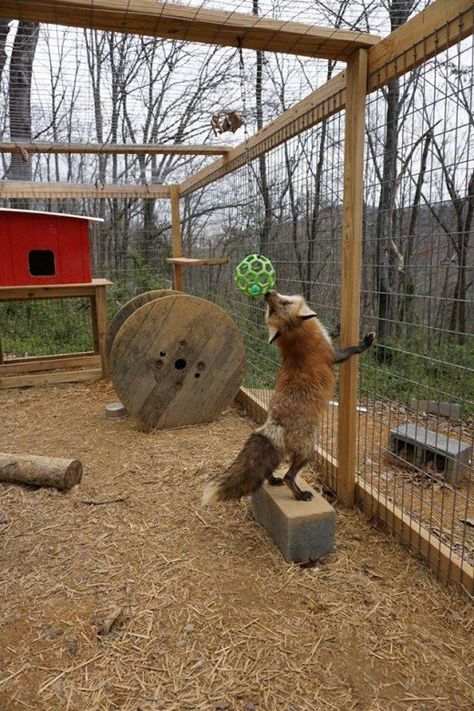 A fox playing with a hanging toy. Fox Playing, Pet Frogs, Wildlife Rehabilitation, Pet Enclosure, Animal Pen, Pet Wellness, Cat Enclosure, Home Decor Blog, Pet Fox