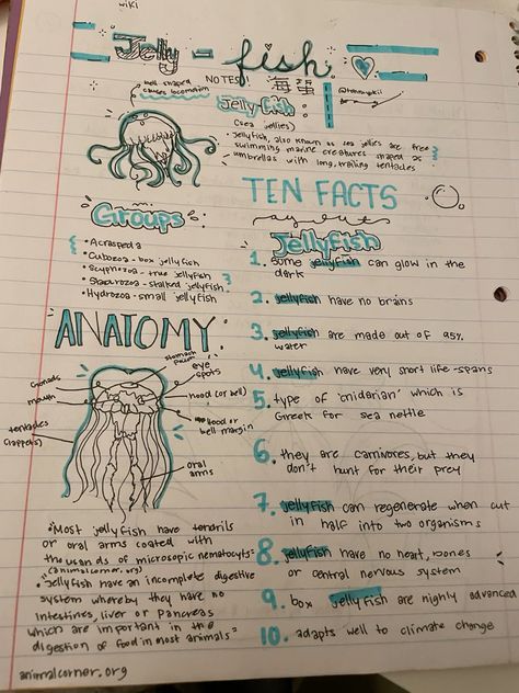 Jellyfish Marine Biology Notes Cute Marine Biology Notes, Oceanography Marine Biology, Biology Drawing, Jellyfish Facts, Notes Cute, Biology Facts, Biology Art, Science Notes, Biology Notes