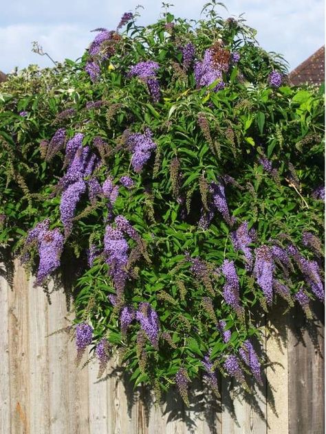 Butterfly Bush Care, Black Knight Butterfly Bush, Dangerous Plants, Castor Bean Plant, Butterfly Bushes, Bush Garden, Butterfly Plants, Poisonous Plants, Butterfly Bush