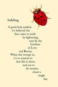 Ladybug Crossing, Lucy Atwell, Ladybug Quotes, Luck Symbol, Lady Bug Tattoo, Bug Tattoo, Ladybug Art, Good Luck Symbols, A Ladybug