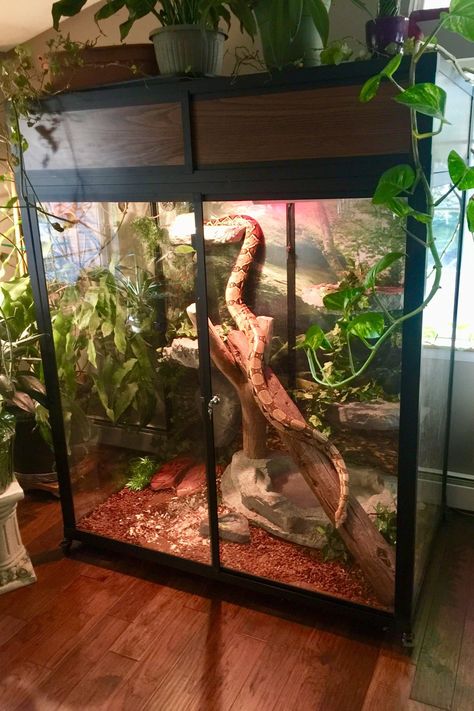 Reptile Tanks, Snake Cages, Diy Reptile, Snake Terrarium, Snake Enclosure, Snake Tank, Cool Snakes, Reptile House, Aquarium Terrarium