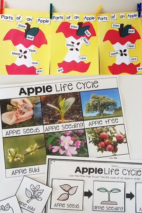 Montessori, Fall Math Centers Kindergarten, Apple Life Cycle Craft, Apple Activities Kindergarten, Parts Of An Apple, Apple Science, Apple Kindergarten, Childhood Activities, Apple Life Cycle