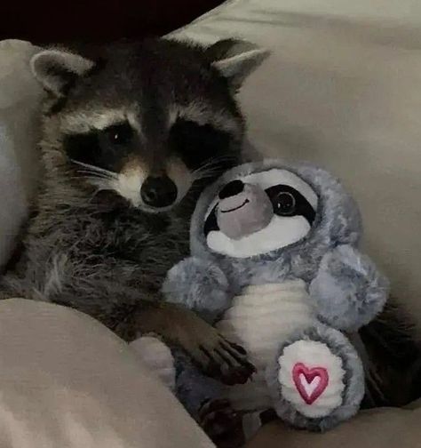 Cutee Animals, Pet Raccoon, Baby Raccoon, Raccoon Funny, Cute Raccoon, Trash Panda, Pretty Animals, Fascinating Facts, Silly Animals