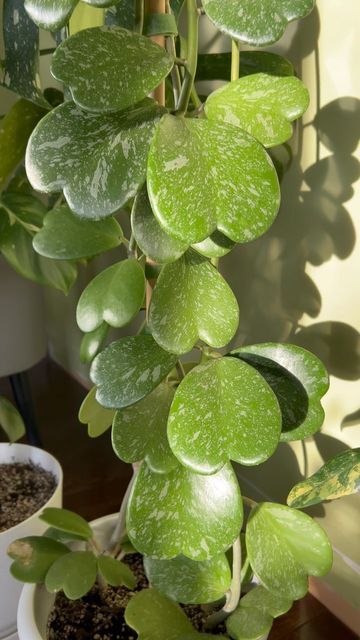 Heart Shaped Plants, Cool Houseplants, Hoya Heart Plant, Unique House Plants, Patio Herb Garden, Wishlist Plants, Hoya Kerrii, Hoya Plant, Tropical House Plants