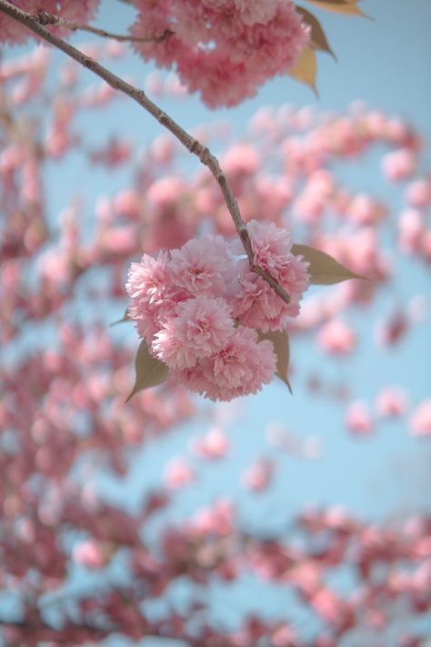 Nature, London Drawing, Anime Picture Hd, Cherry Blossom Wallpaper, Close Up Photography, Anime Pictures, Free Anime, Download Free Images, Nature Images