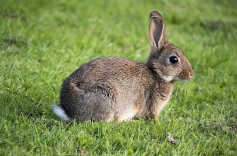 The European Rabbit is the ancestor of approximately 80 different breeds of domestic rabbits. Rhinelander Rabbit, Bunnies Pictures, European Rabbit, French Angora Rabbit, Rabbit Species, Rabbit Habitat, Rabbit Life, Rabbit Breeds, Large Rabbits