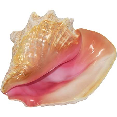 Orange Mermaid, Conch Seashell, Seashell Pink, Big Shell, Nautical Beach Decor, Conch Shells, Hot Halloween Outfits, Big Sea, Shell Decor