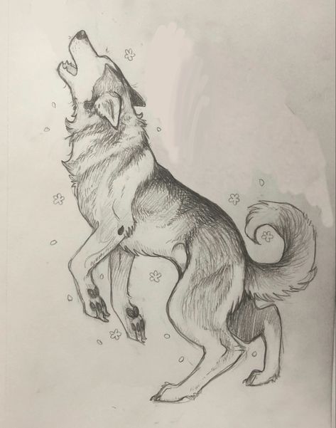 Sketch of a tattoo design of my doggo Husky Pencil Drawing, Easy Husky Drawing, Wolf And Cat Drawing, Wolf Sketch Drawing, How To Draw Husky, How To Draw A Husky, Husky Drawing Sketches, How To Draw Dog Easy, Dog Drawing Husky