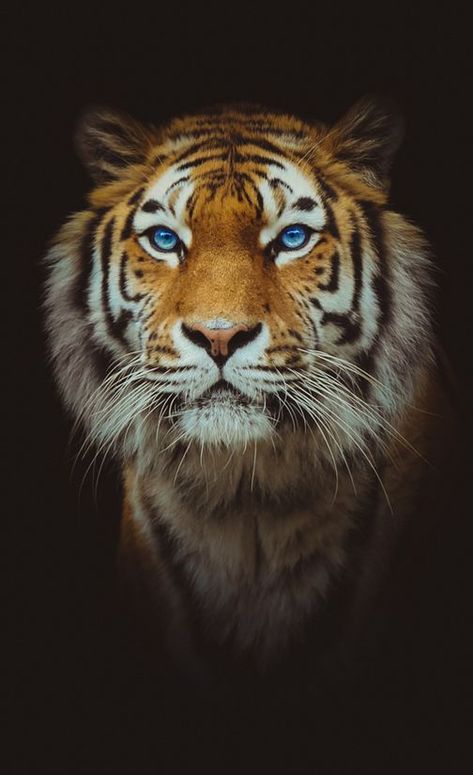 There are so many amazing big cats, ever wonder which one you were? Cheetahs, Mata Biru, Gato Grande, Tiger Wallpaper, Haiwan Peliharaan, Majestic Animals, Large Cats, Animal Planet, Exotic Pets