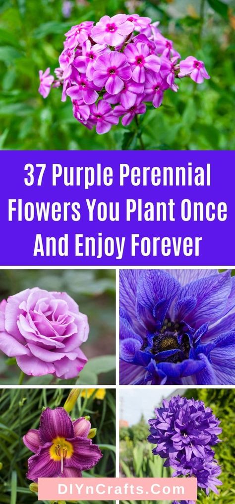 Purple Perennials, Gardening Tips And Tricks, Perennial Garden Plans, Purple Flowers Garden, Easy Gardening, Purple Plants, Perennial Flowers, Blue And Purple Flowers, Purple Garden