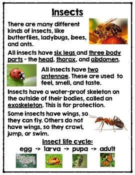 Information Text Features, Montessori, Nature, Caterpillar Experiment, What Is An Insect, Facts About Insects, Informational Text Activities, Insects For Kids, Insect Study