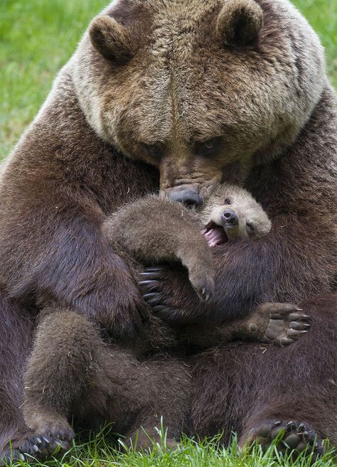 Momma Bear With Her Cub Bear Fishing, Regnul Animal, Photo Animaliere, Momma Bear, Animale Rare, Bear Hug, Quarter Horse, Sweet Animals, Baby Bear