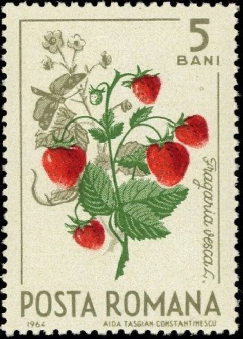 Fragaria Vesca, Tiny Objects, Postage Stamp Design, Forest Fruits, Postcard Stamps, Postage Stamp Art, Stamp Printing, Wild Strawberries, Letter Stamps