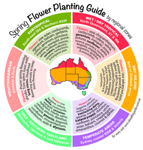 Spring Flower Planting Guide by temperate zones Australia Planting Guide Australia, Flower Planting Guide, Garden Australia, Vegetable Planting Guide, Flower Planting, Flowers Australia, Spring Food, Garden Flowers Perennials, Green Board