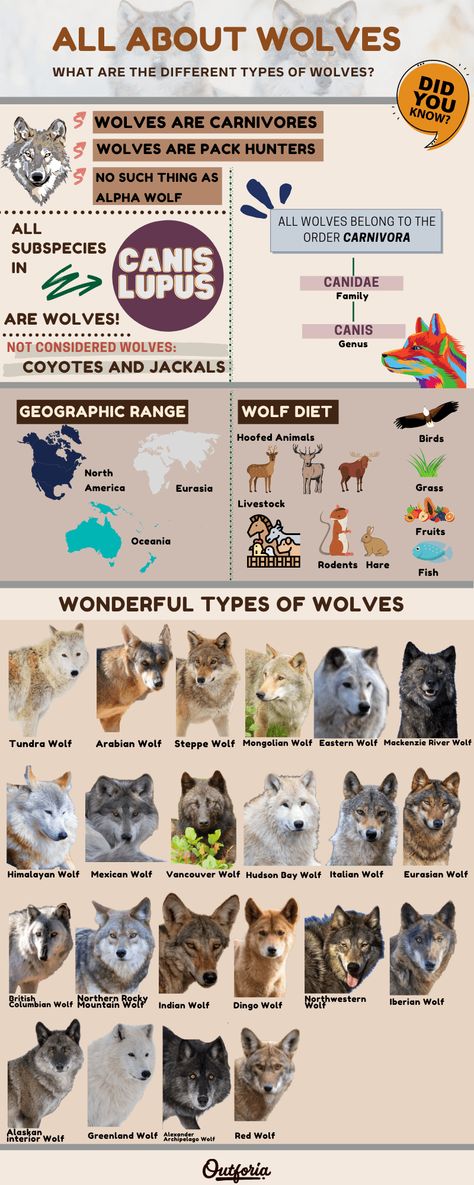 Facts About Wolves, Types Of Wolves, Eurasian Wolf, Mexican Wolf, Lone Wolf Quotes, Wolf Colors, Wolf Character, Wolf Stuff, Alpha Wolf