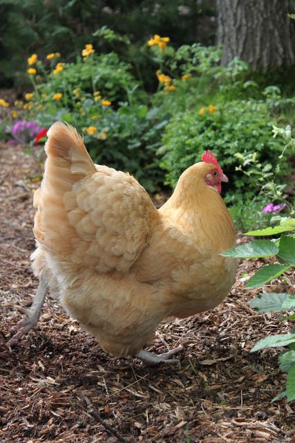 Buff Orpington, Beautiful Chickens, Hen Chicken, Keeping Chickens, Chickens And Roosters, Chicken Breeds, Hens And Chicks, Pet Chickens, Chicken Farm