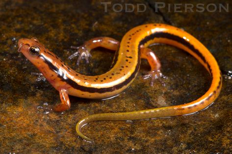 Salamanders, Reptiles And Amphibians, Colorful Lizards, Amazing Animal Pictures, Cute Reptiles, Alien Concept Art, Weird Creatures, Animal Sketches, Newt
