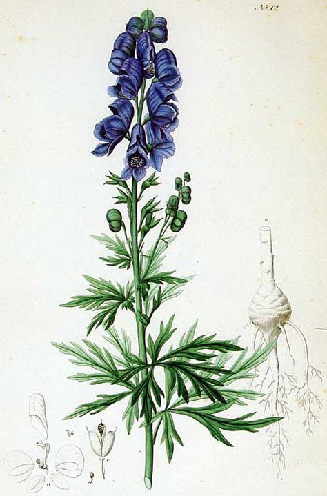 Wolfsbane | It is often stated that on the island of Ceos, in the Aegean, the elderly and infirm were expected to drink a potion of wolfsbane to free their families of the burden of caring for them. Aconite Flower Aesthetic, Aconite Flower Tattoo, Aconitum Tattoo, Aconite Flower Drawing, Wolfsbane Plant, Aconite Tattoo, Monkshood Tattoo, Wolfsbane Drawing, Wolfsbane Tattoo