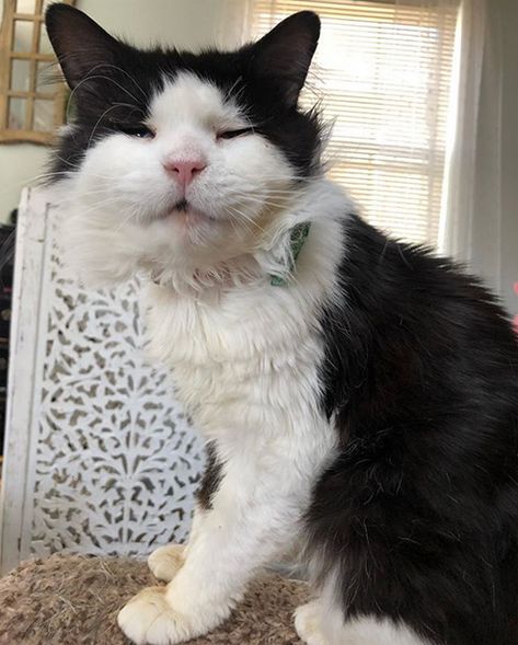 Meet The Sweet Senior Cat With Micropthalmia Who Found An Amazing Forever Home After He Was Surrendered To A Shelter By His Former Owner | Meow As Fluff Senior Cats, Cat Purring, Cardboard Cat House, Cat Sanctuary, Dream's Cat, Cat Purr, Tabby Kitten, Fluffy Coat, Senior Cat