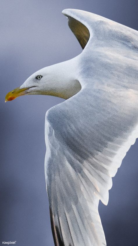 Closeup of a flying seagull mobile phone wallpaper | premium image by rawpixel.com / Luke Stackpoole Seagull Mobile, Seagull Wallpaper, Aesthetic Mobile Wallpaper, Aesthetic Mobile, Flying Seagull, Seagulls Flying, Premium Wallpaper, Mobile Phone Wallpaper, Hd Wallpapers For Mobile