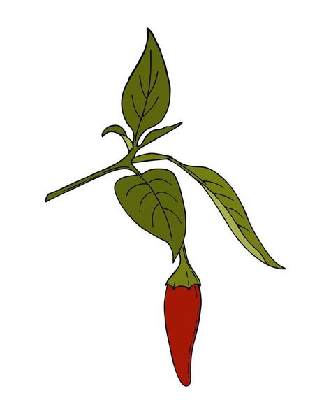 Chili Pepper hot handmade doodling color drawing. Spice. Pepper branch with leaves and fruits. Isolated. White background. Vector Branch With Leaves, Color Drawing, Background White, Chili Pepper, Colorful Drawings, Vector Background, Chili, White Background, Vector Free