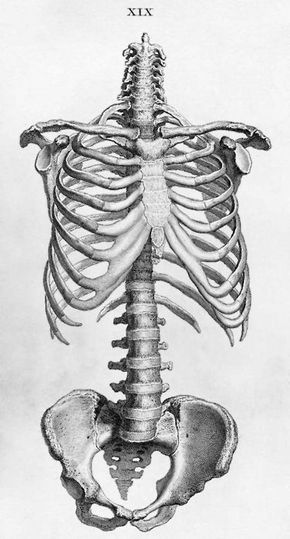 Medical School: finding beauty in Gross Anatomy Medical Drawings, Art Du Croquis, Skeleton Anatomy, Skeleton Drawings, Human Anatomy Drawing, Human Skeleton, Human Figure Drawing, Human Anatomy Art, Anatomy Sketches