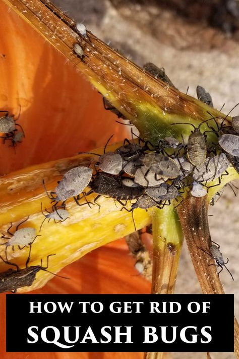 Get Rid Of Squash Bugs, Squash Bugs, Runner Ducks, Annual Garden, Stink Bugs, Attracting Beneficial Insects, Homestead Gardens, Garden Pest Control, Bug Repellent